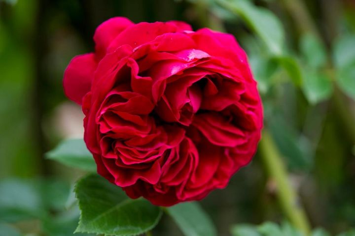 バラの花形はまず3つを覚えよう：剣弁高芯・カップ・ロゼットの見分け方と選び方のコツ