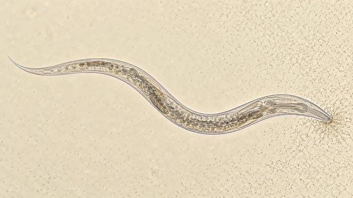 磁石の粒を持つ細菌を、線虫に食べさせた