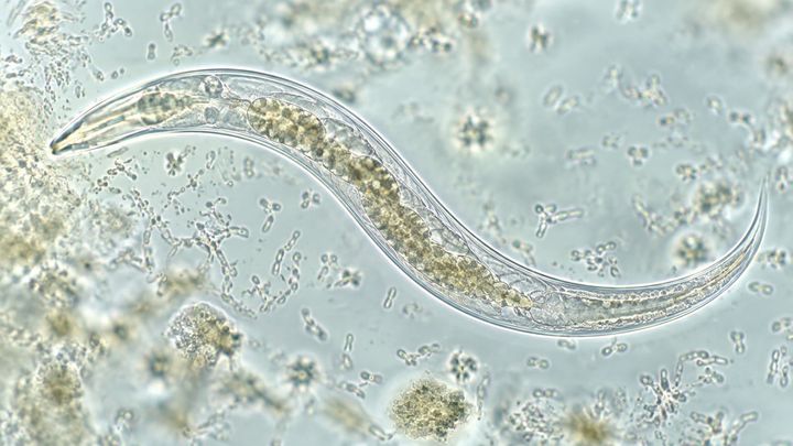 細菌は線虫の体の中で何を止めていたのか？