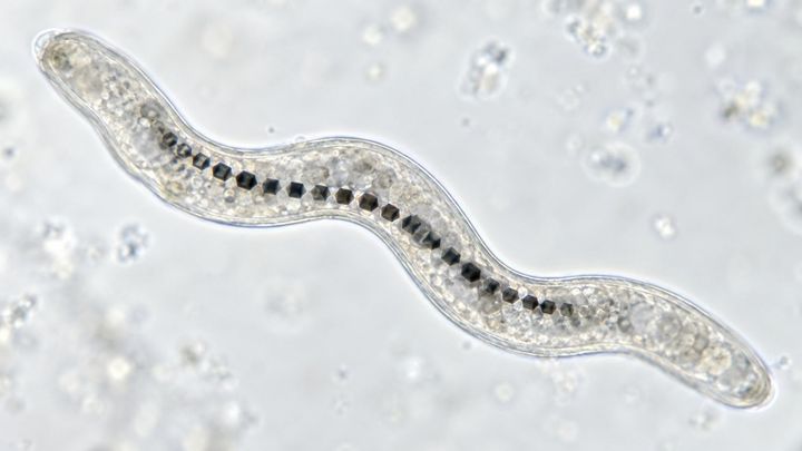 寿命を延ばしたのは、細菌のどんな力だったのか？