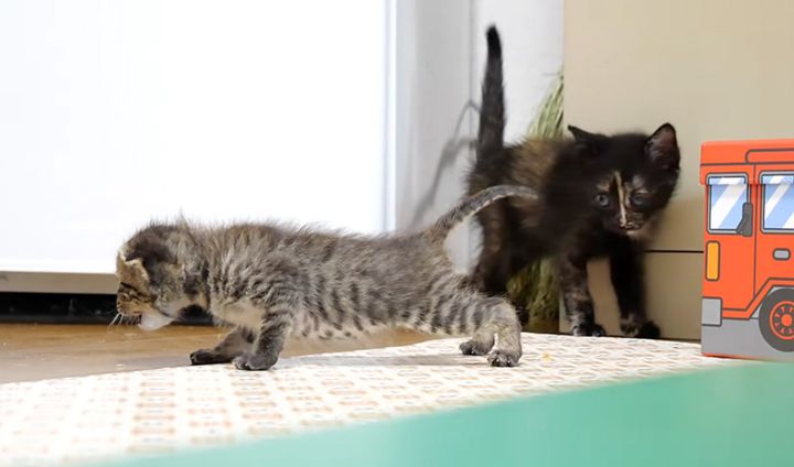 ヨチヨチ歩く赤ちゃん猫を見守るお姉ちゃん子猫