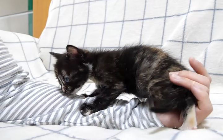 養育主さんと遊ぶ子猫