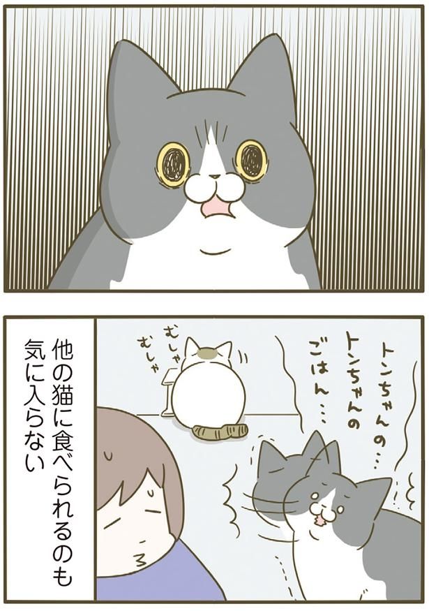 他の猫に食べられるのも気に入らない （C）卵山玉子／KADOKAWA