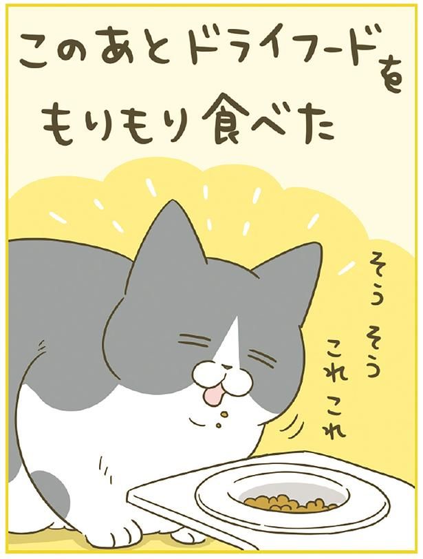 このあとドライフードをもりもり食べた （C）卵山玉子／KADOKAWA
