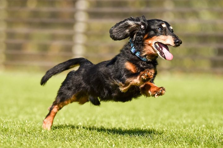 「ペットにしたい小型犬の種類」ランキング！
