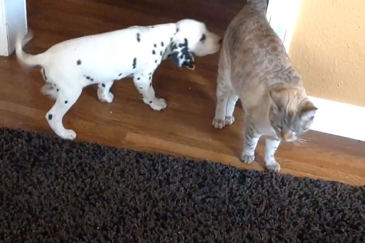 おしりをクンクン…茶トラ猫に興味津々なダルメシアンの子犬ラヴィ