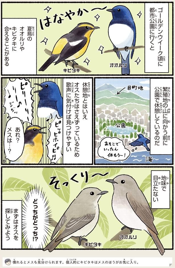 まずはオスを探してみよう （C）piro piro piccolo／KADOKAWA