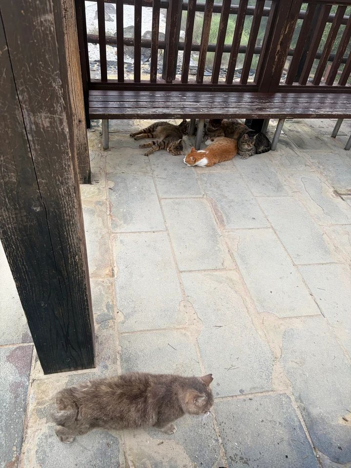 雲仙 猫 長崎