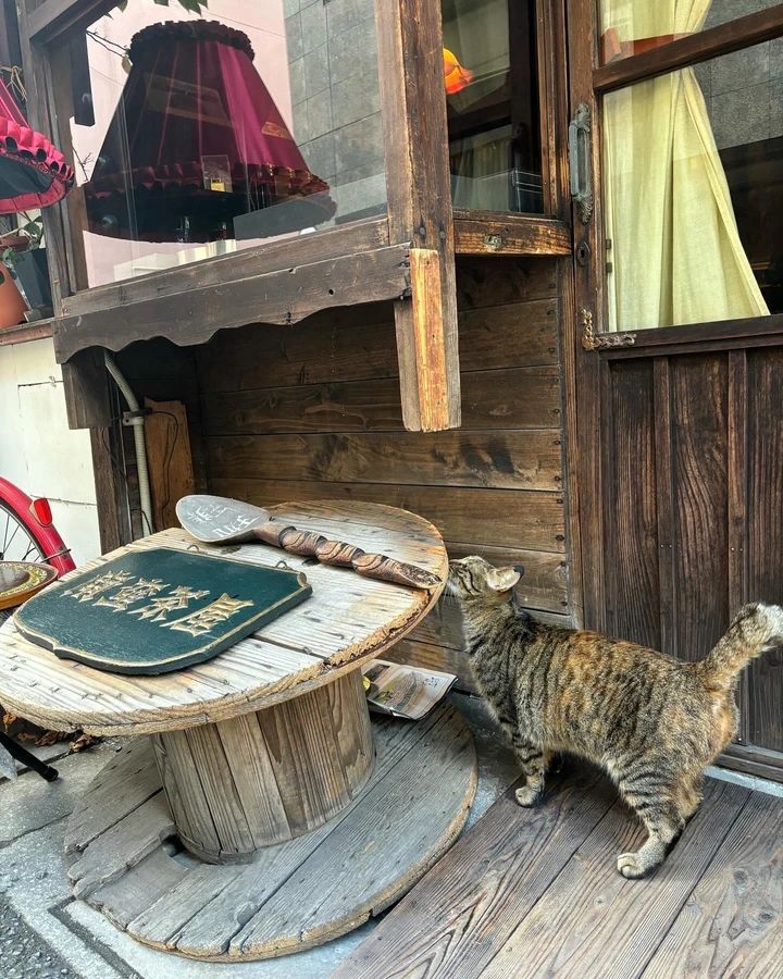 長崎の猫ちゃんは尻尾がカギ？出島貿易から続く歴史のお話🐱_3