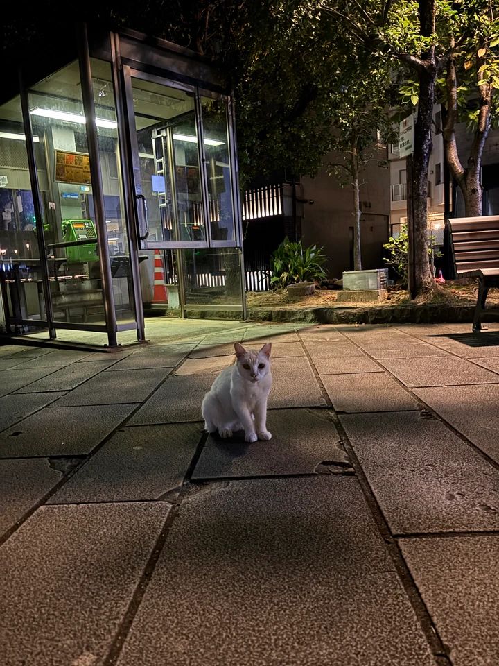 長崎の猫ちゃんは尻尾がカギ？出島貿易から続く歴史のお話🐱_4