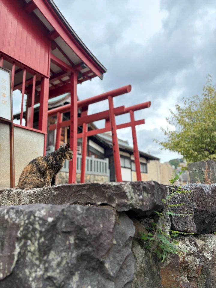 長崎の猫ちゃんは尻尾がカギ？出島貿易から続く歴史のお話🐱_7