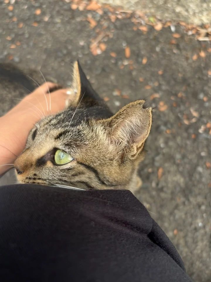 猫 桜猫