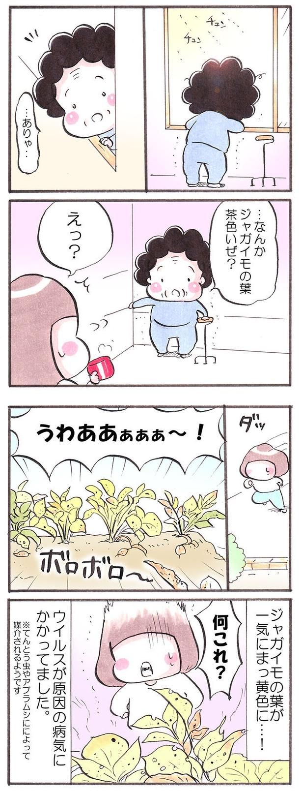 青々していた葉っぱが、一気に黄色くなっている!? 画像提供：たばやん(@obaatyanntoissy)