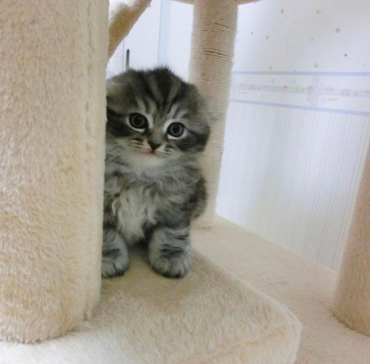 日曜日の猫ジル