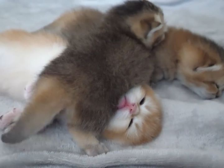 気持ちよく寝ていたのに……兄弟猫が乗ってくる！