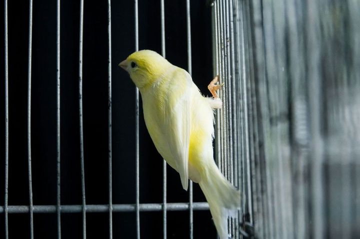 カナリア