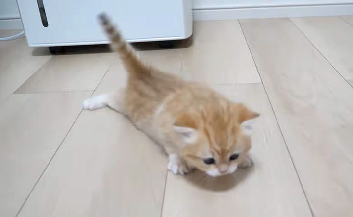 後ろに進んじゃう子猫