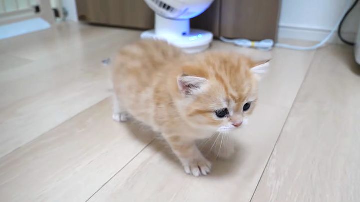部屋の中を歩く子猫