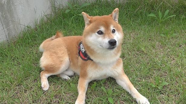 カマキリが落ちたことに気づかず、ケロリとしているはちくん