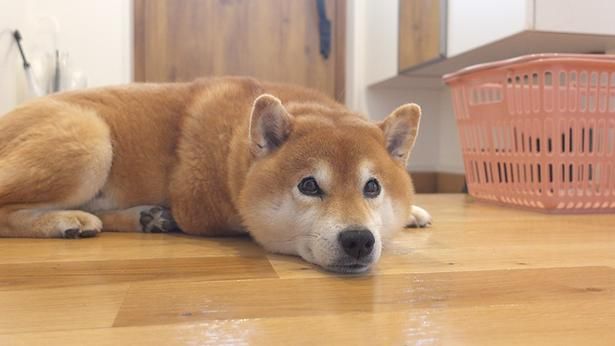 家でまったりのはちくん