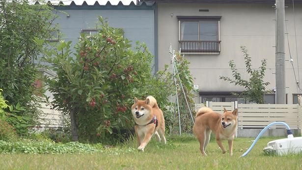 妹柴のいちごと庭を駆け回る