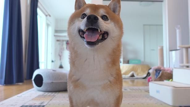 この日は、病院の付き添いに、早めの冬支度、カマキリが落ちてくるアクシデントも!?