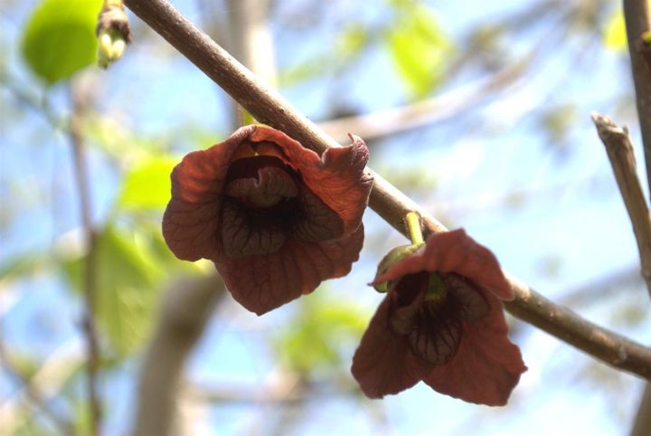 ポポーの花
