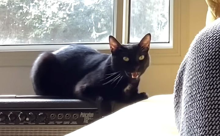 見事に歌を歌う猫