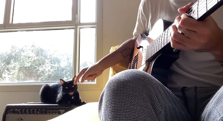 飼い主さんの演奏で歌う猫