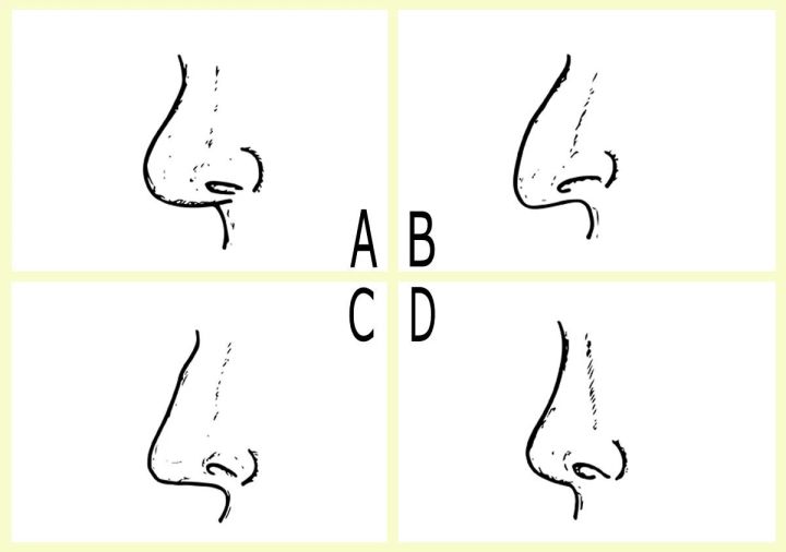 4種類の鼻の形を示すイラスト