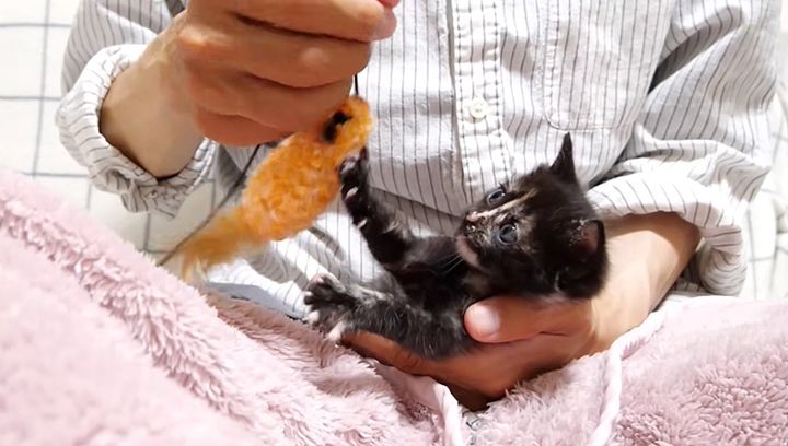 膝の上で遊ぶ子猫