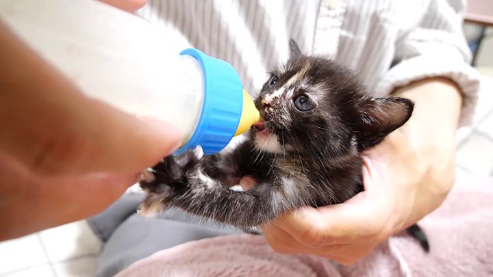 ミルクを飲む子猫