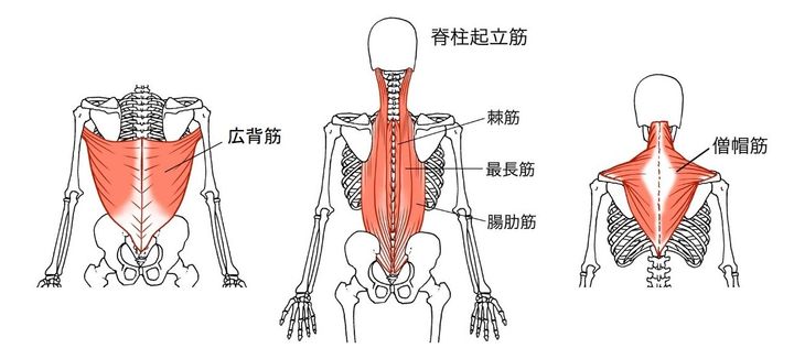 広背筋・脊柱起立筋・僧帽筋