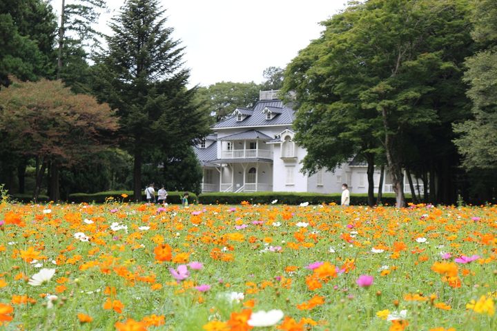 コスモスが咲き誇る秋のハンナガーデン