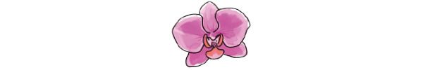 ラン（Orchidaceae）