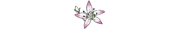チレッタセンブリ（Swertia chirayita）