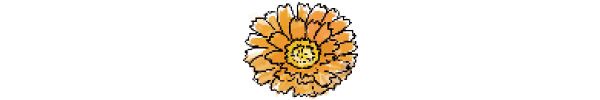 カレンデュラ（Calendula officinalis）