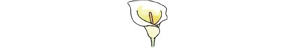 カラー（Zantedeschia aethiopica）