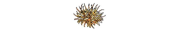 ベニバナ（Carthamus tinctorius）