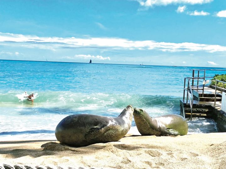 「砂浜をのんびり散歩していたら、偶然見かけた元気いっぱいのアザラシたち。ハワイにもアザラシいるの!?と、びっくりしちゃいました（笑）」