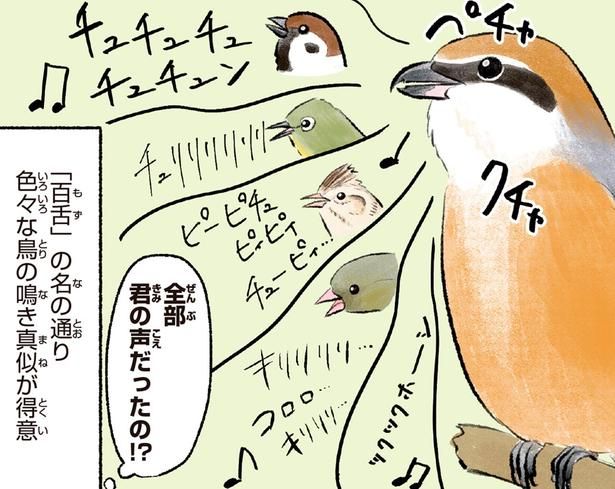 色々な鳥の鳴き真似が得意 （C）piro piro piccolo／KADOKAWA