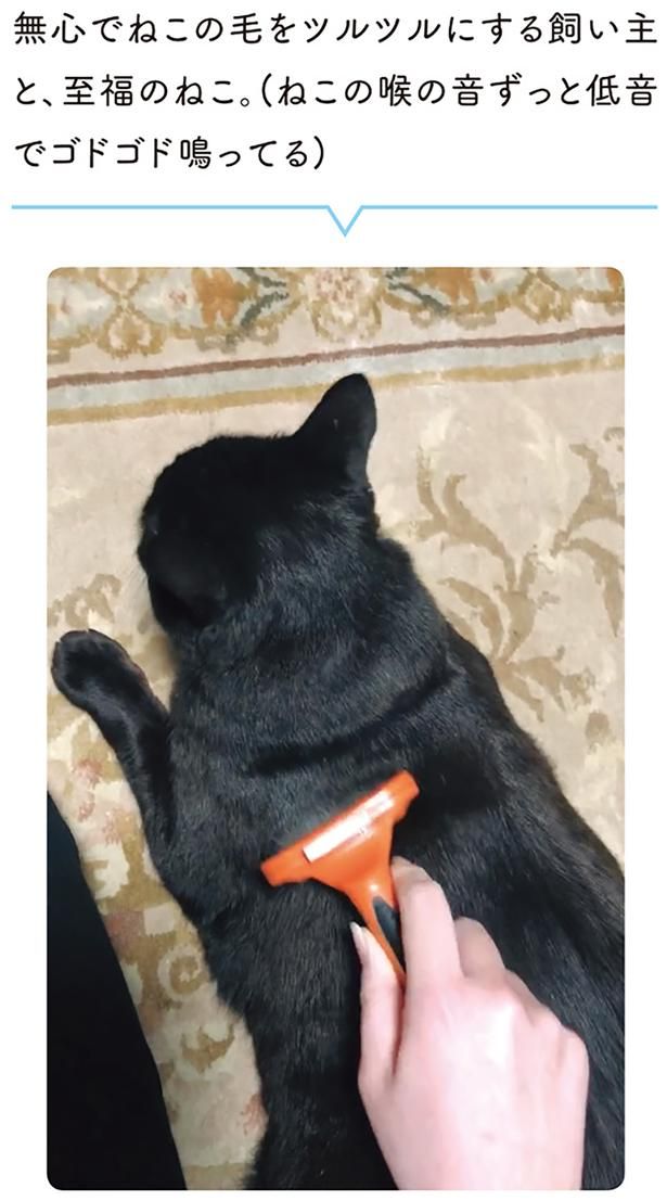 無心でねこの毛をツルツルにする飼い主と、至福のねこ （C）AKR／KADOKAWA