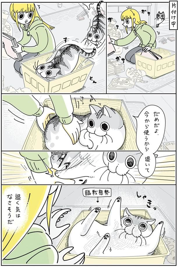 ネコと箱を奪い合う （C）キュルZ／KADOKAWA
