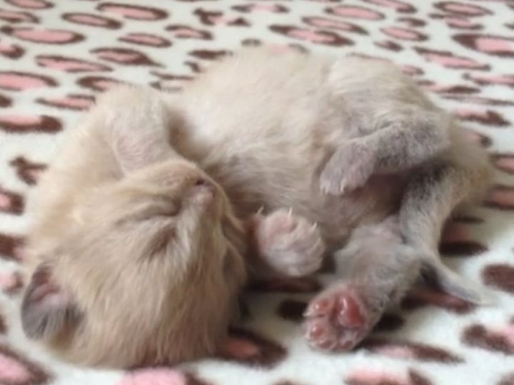 ラグドールの赤ちゃんがお目覚め……