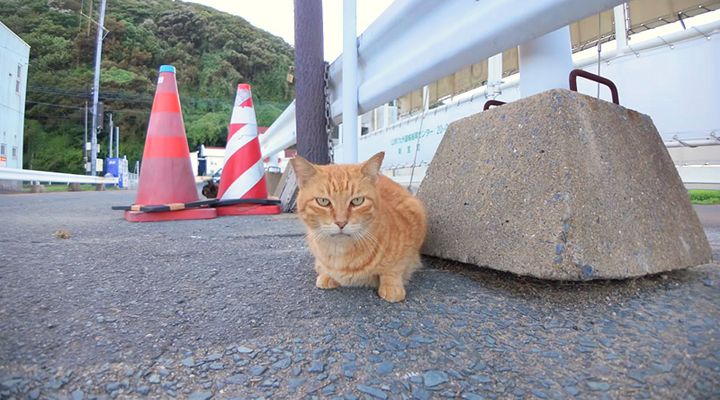 漁港で出会った猫