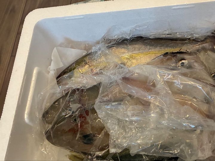 届いた。我が家に。天然魚が。