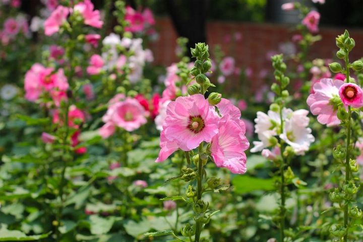 ホリホックの花