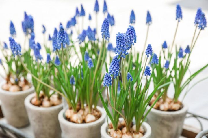 ムスカリの鉢植え