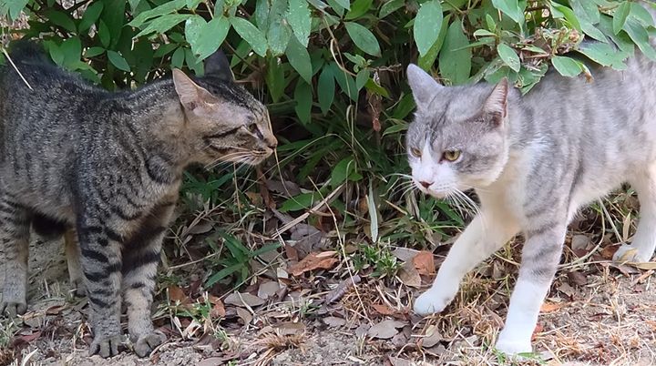 後ずさりする猫