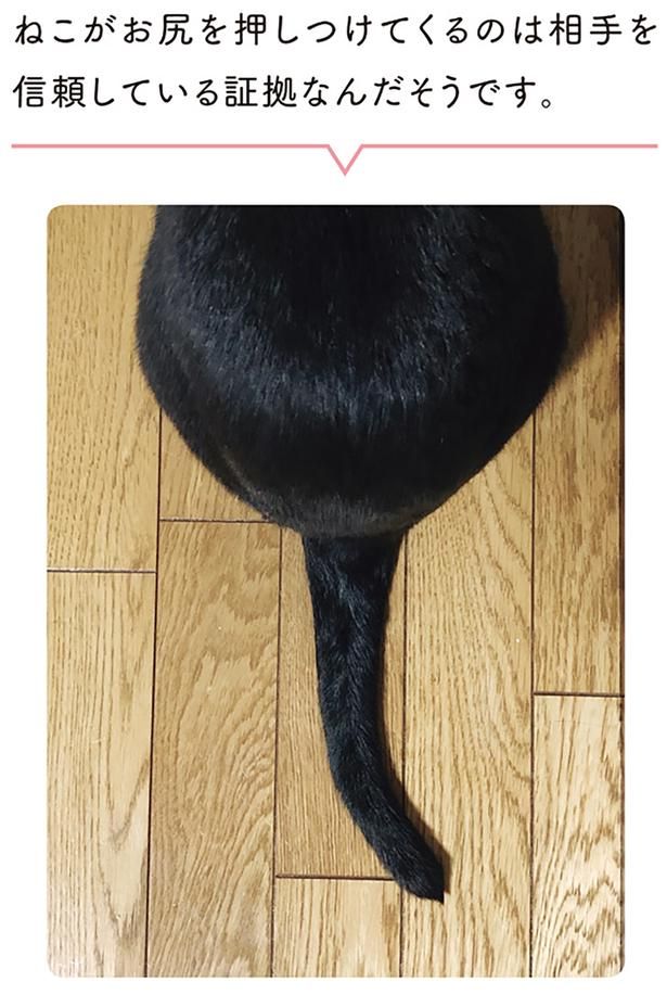 ねこがお尻を押し付けてくるのは相手を信頼している証拠なんだそうです （C）AKR／KADOKAWA